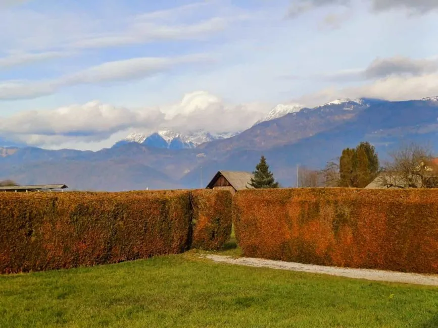 Taille d'arbres et d'arbustes Haute-Savoie